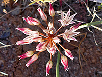 Allium bigelovii