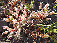 Three flower stems