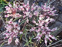 Group of flowers