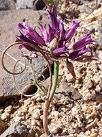 Fringed onion