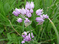 Pink flowers