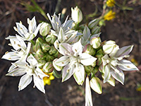 Allium lacunosum