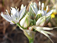 Flowers and bracts