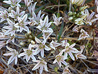 Allium macropetalum