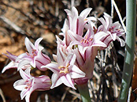 Largeflower onion