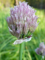 Withered flowers