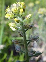 Alyssum simplex