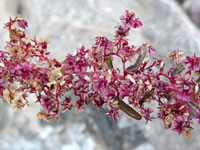 Amaranthus fimbriatus