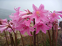 Amaryllis belladonna