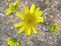 Amauriopsis dissecta