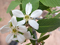 Amelanchier utahensis