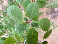 Ovate leaves