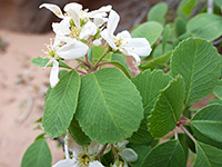 Utah Serviceberry