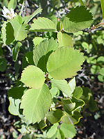 Light green leaves