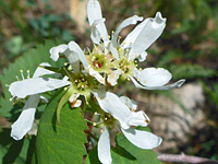 Cluster of flowers