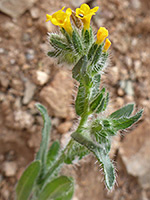 Common fiddleneck