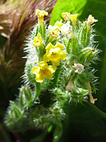 Yellow flowers, Yellow flowers of amsinckia tessellata, in Tubb Canyon, Anza Borrego Desert State Park, California