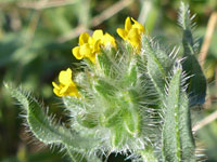 Leaves and flowers