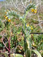 Branched stem