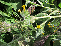 Leaves and stems, Leaves and stems of amsinckia tessellata, in Tubb Canyon, Anza Borrego Desert State Park, California