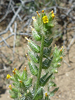 Flower spike