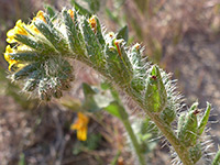 White bristles