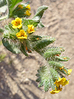 Small yellow flowers