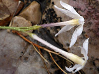 Amsonia longiflora