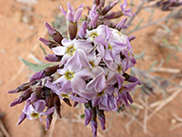 Purplish inflorescence