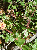 Green leaves, Ovate, green leaves of anagallis arvensis, in Hellhole Canyon, Anza Borrego Desert State Park, California