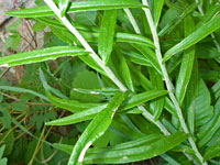 Leaves and stems