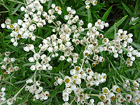 Flowers and leaves