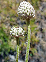 Two seed heads
