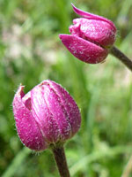 Cutleaf anemone