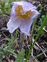 Anemone patens