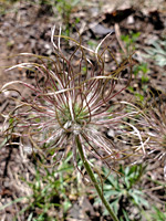American pasqueflower