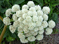 Angelica hendersonii