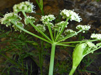 Compound umbel