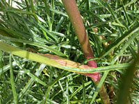 Sheathed leaf stalk