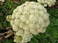 Angelica lucida