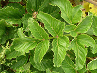 Toothed leaves