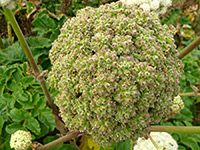 Seacoast Angelica