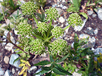 Angelica pinnata