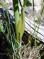 Sheathed leaf