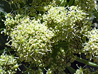 Protruding stamens