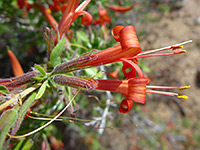 Anisacanthus thurberi