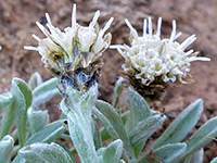 Antennaria dimorpha