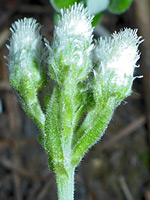 Antennaria marginata