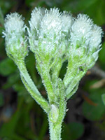 Inflorescence