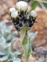 Antennaria media